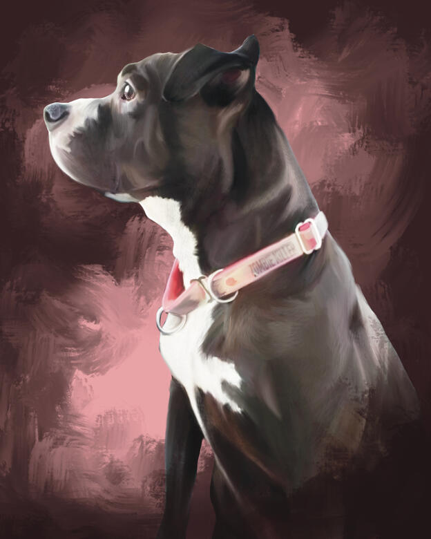 Pitbull Mix Dog